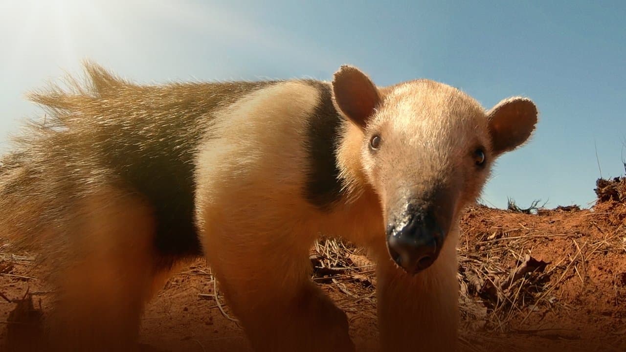 Sud America - Gli animali più strani