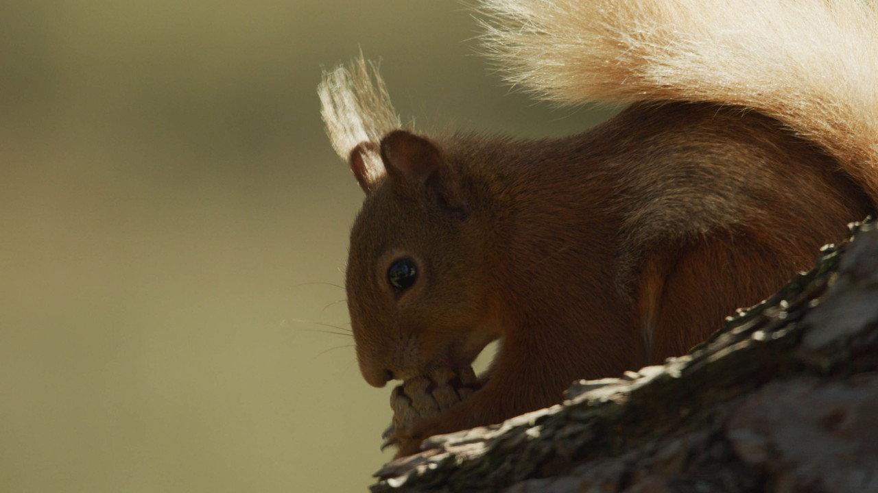 Scozia: natura selvaggia per quattro stagioni