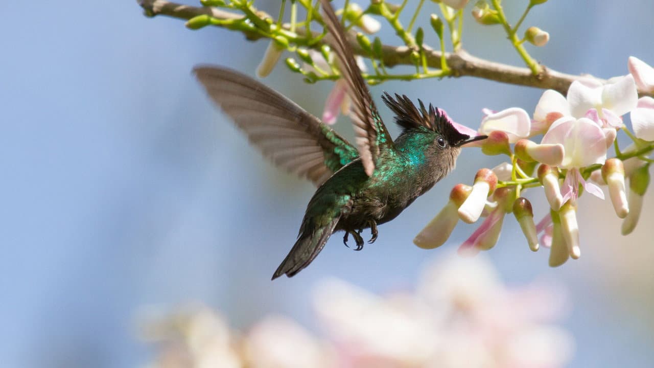 Natura - Meraviglie per un anno - PrimaTv