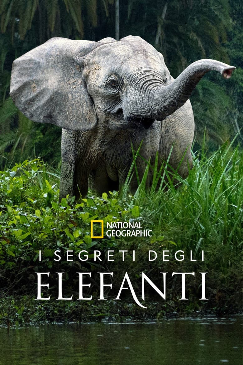 Elefanti