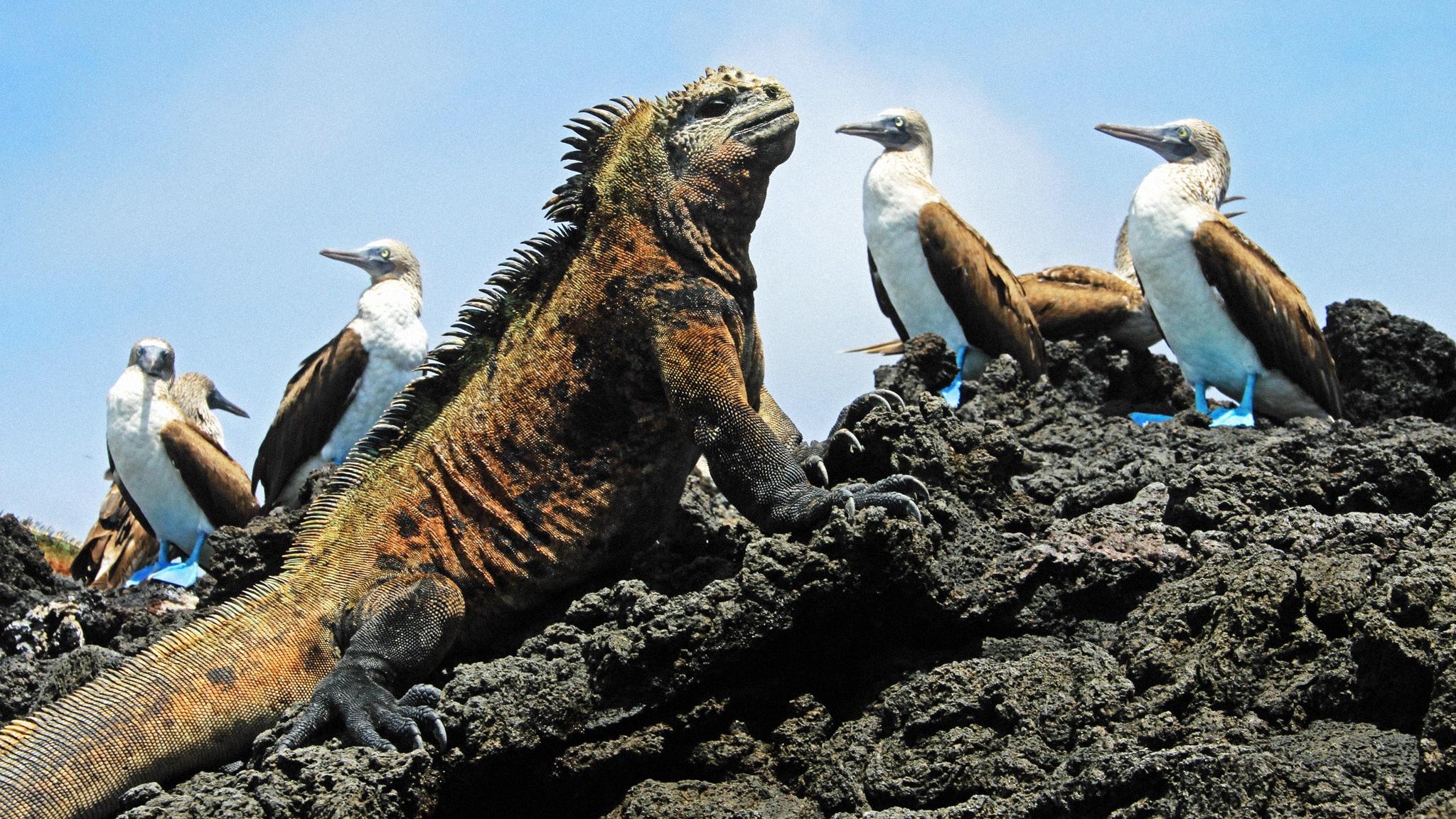 Evolution - Il viaggio di Darwin