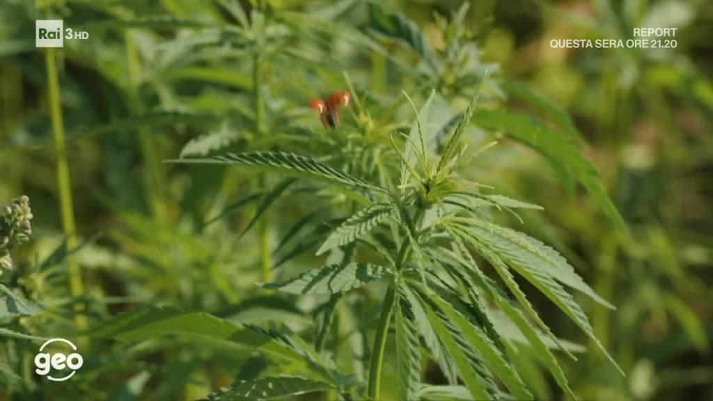 La canapa di Campobasso