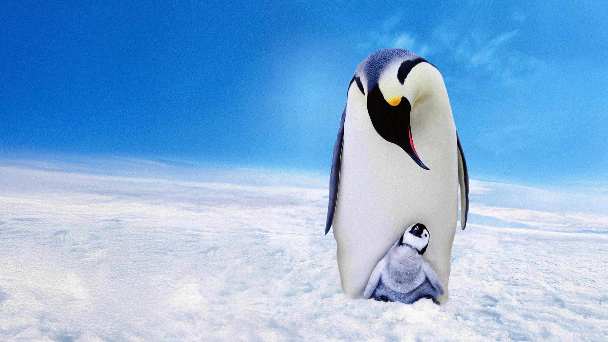 Pinguini - Una spia nel gruppo