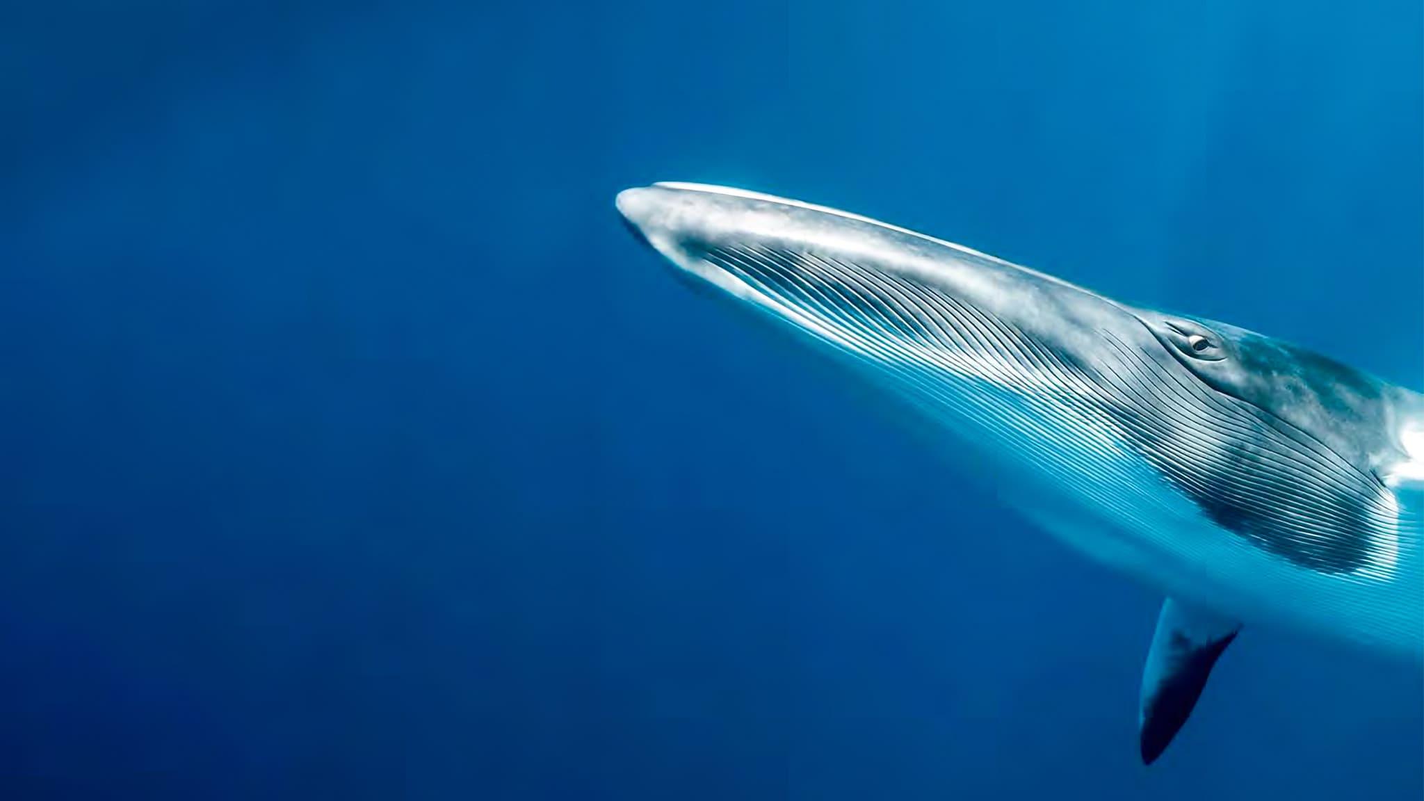 Le sentinelle della Grande Barriera Corallina