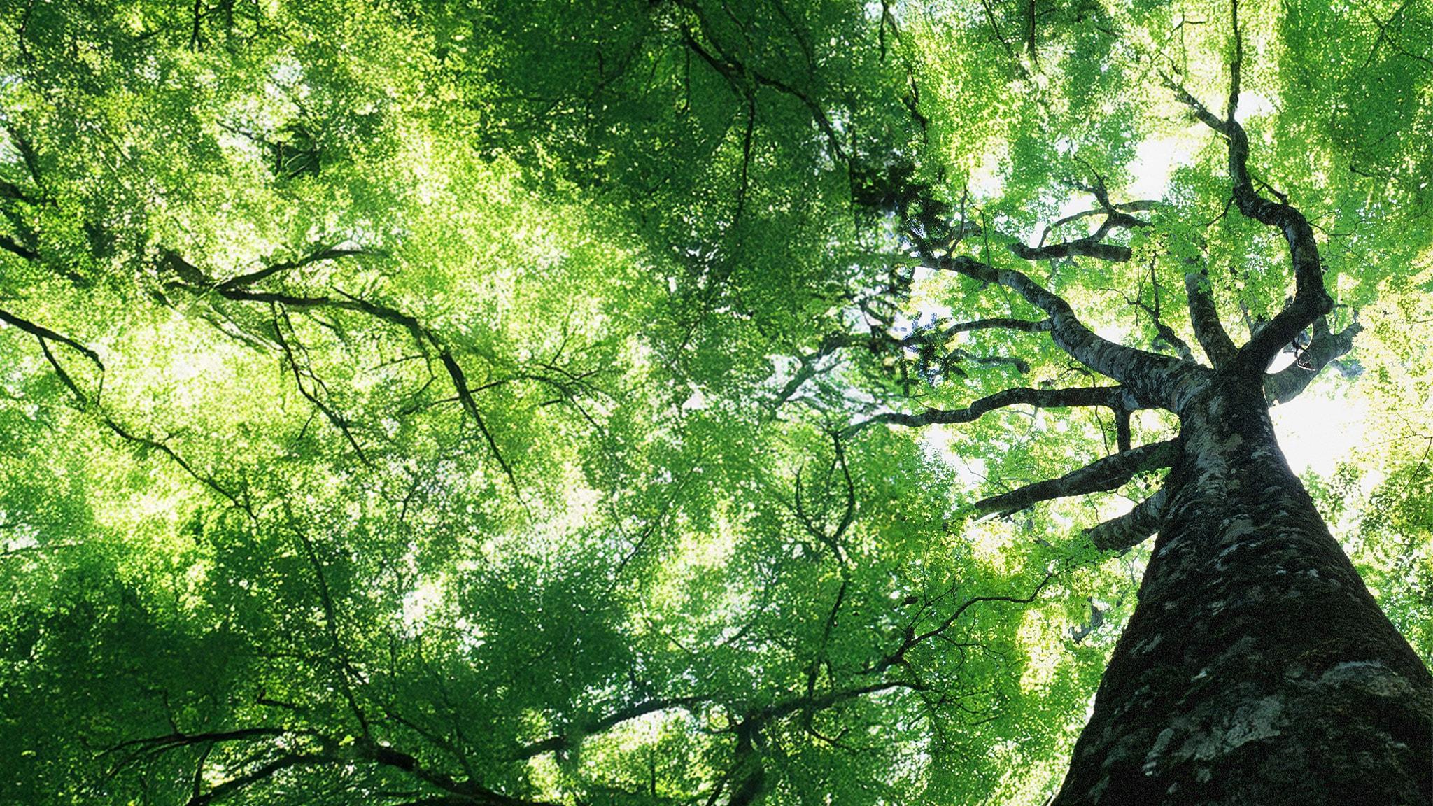 La vita sulla cima degli alberi