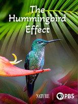 The Hummingbird Effect