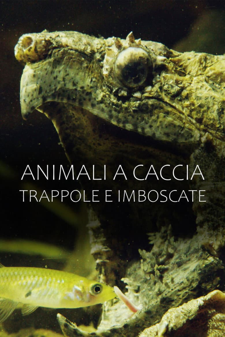 A caccia