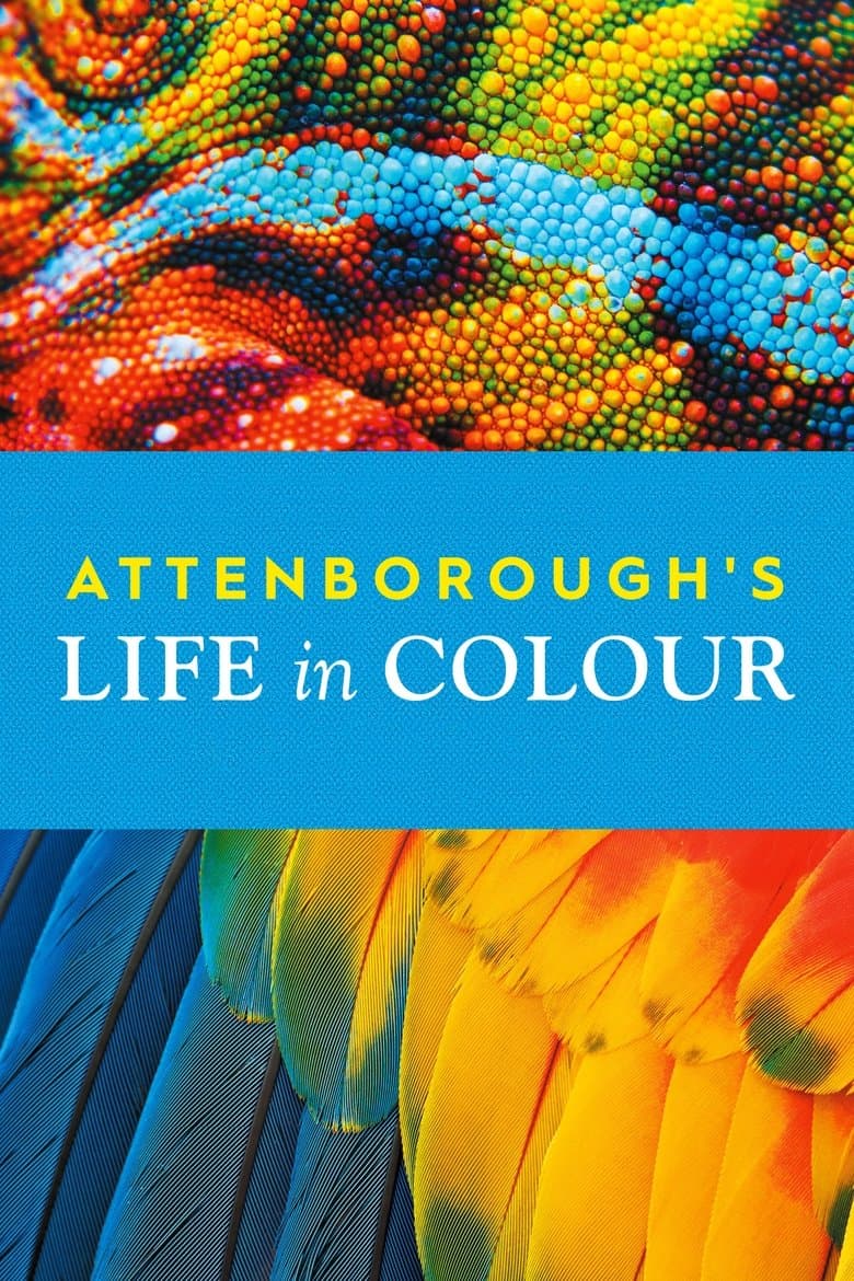 La vita a colori