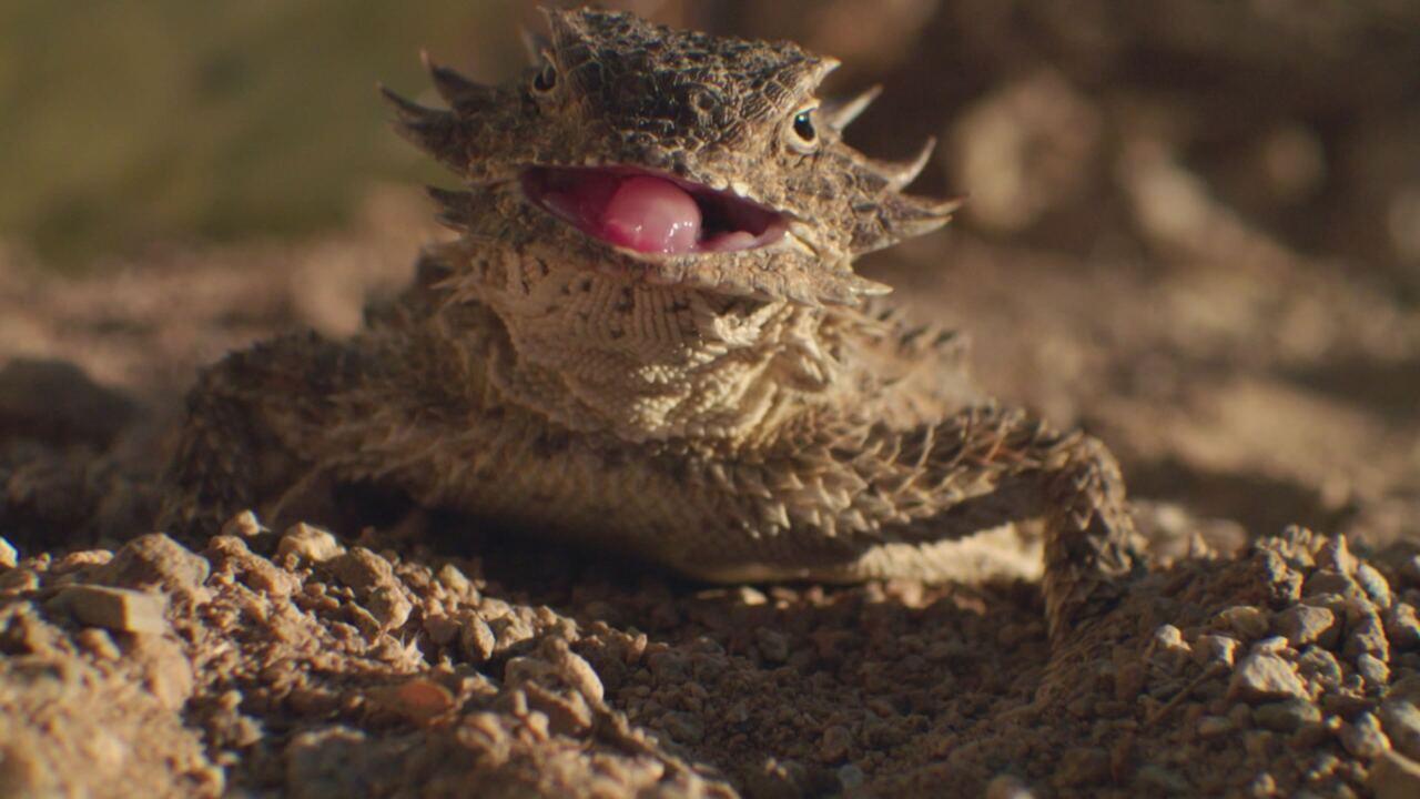 Alla scoperta dei parchi nazionali del Nord America