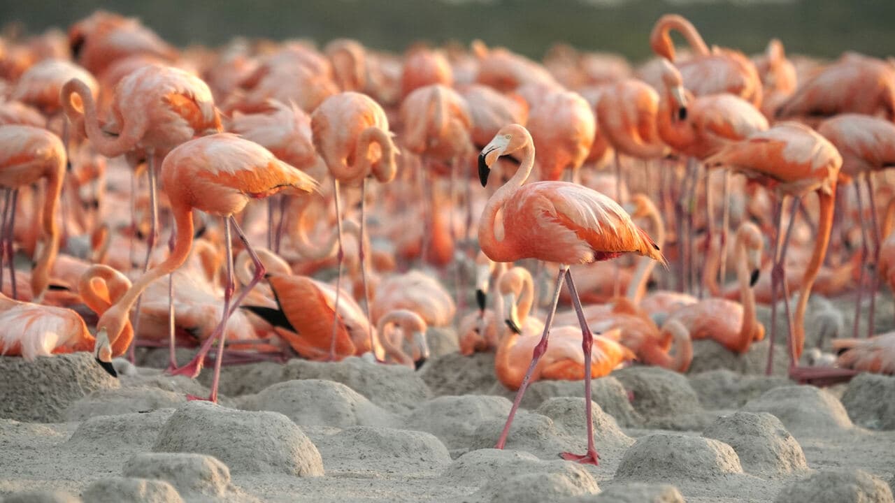 Migratori: passaggio in Messico