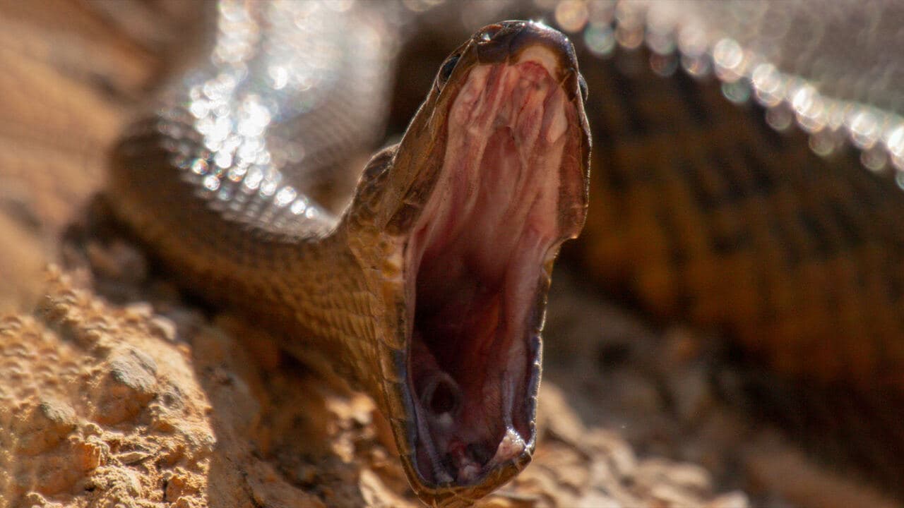 L'isola del serpente assassino