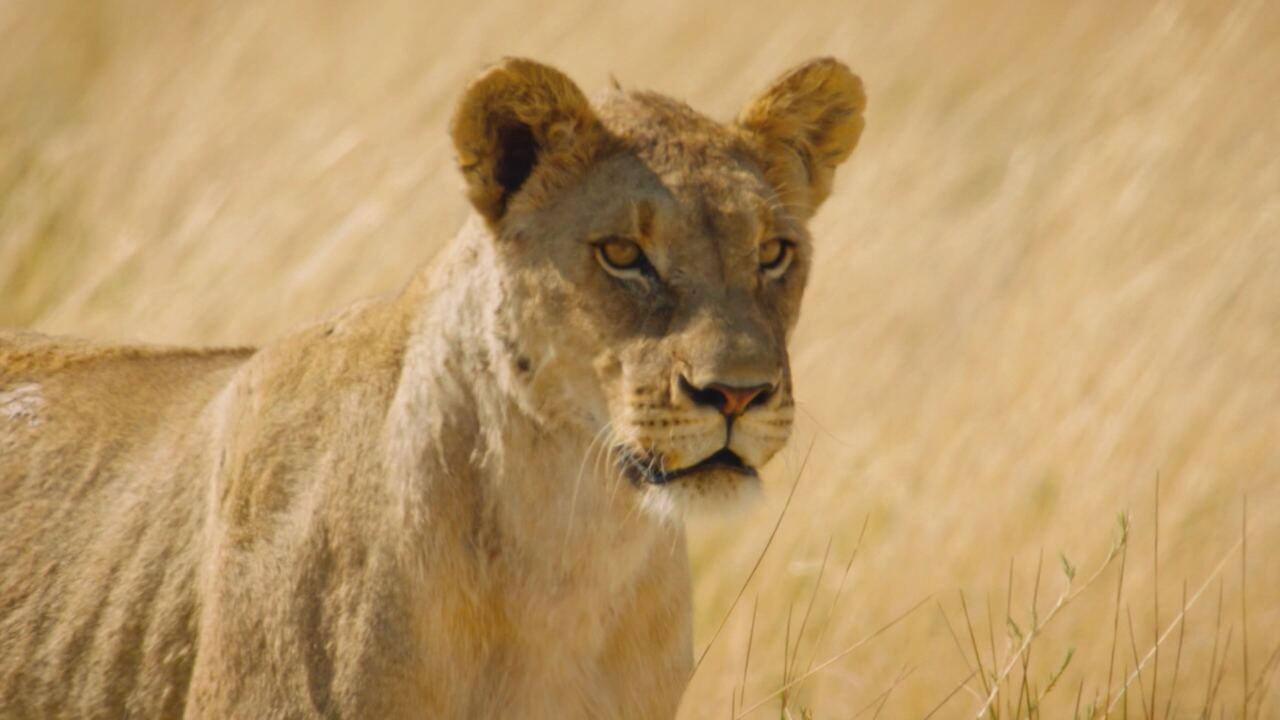 Kalahari - Collaborare per sopravvivere