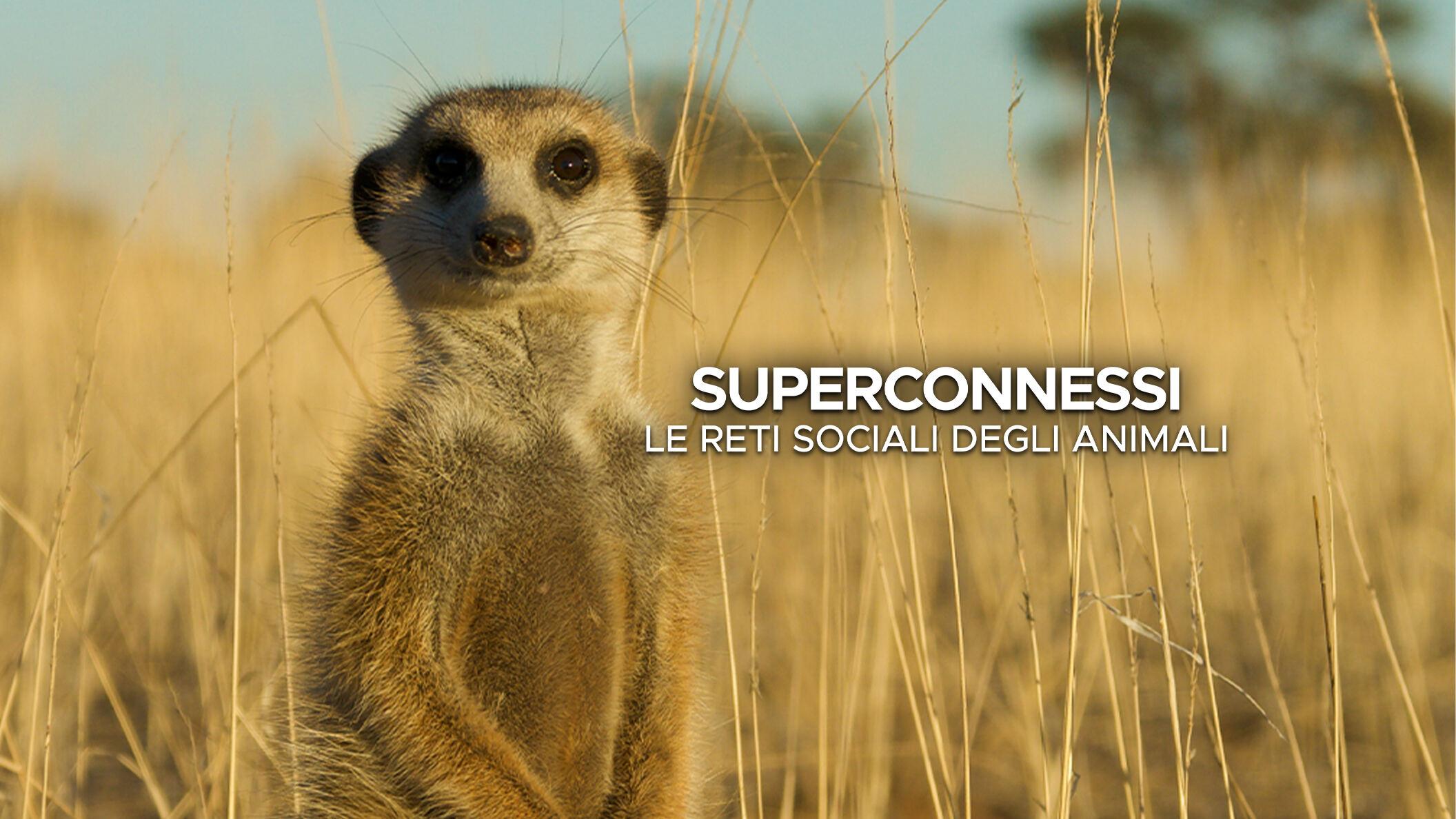 Superconnessi - Le reti sociali degli animali