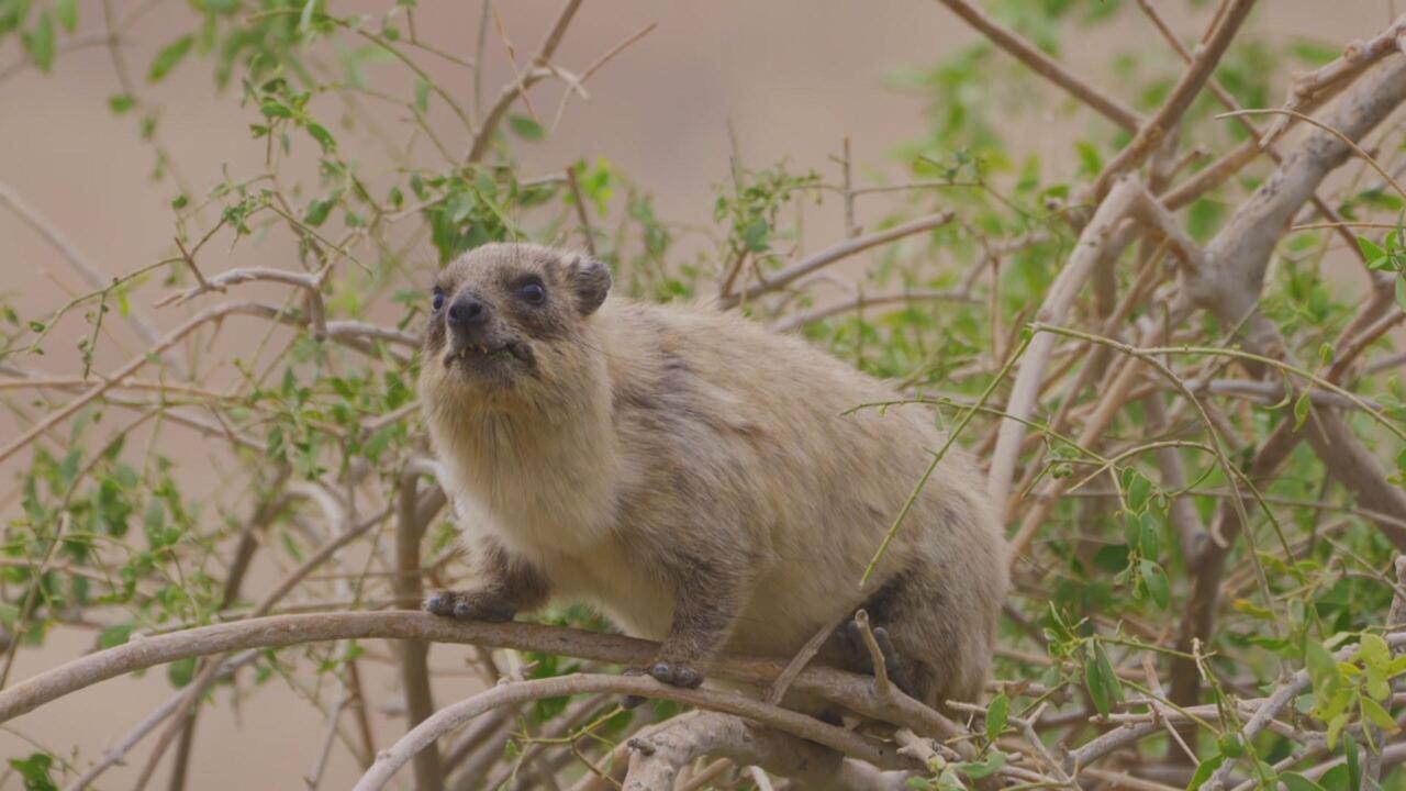 Superconnessi - Le reti sociali degli animali