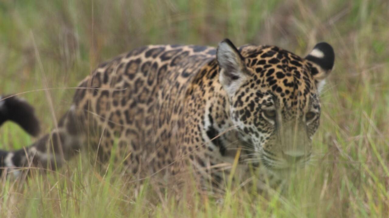 New kids in the wild 2