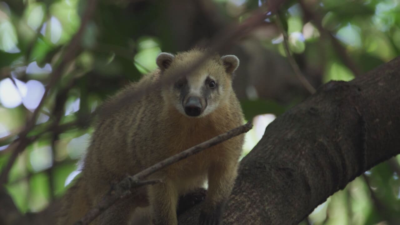 New kids in the wild 2