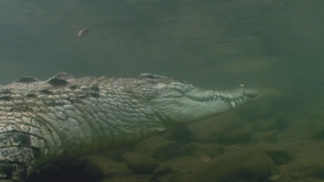 Gli animali più pericolosi 2