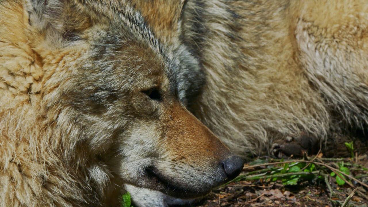 Lupi e orsi: conosciamo i grandi predatori italiani