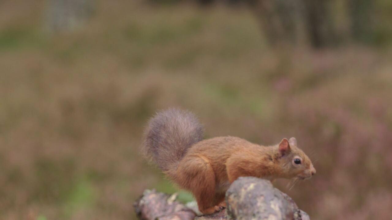Scozia: natura selvaggia per quattro stagioni