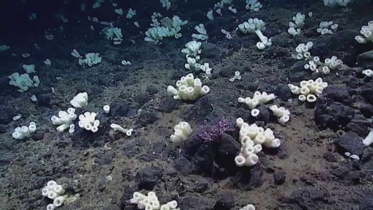 Meraviglie del pacifico