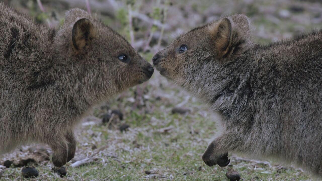 Rottnest island: il regno dei Quokka
