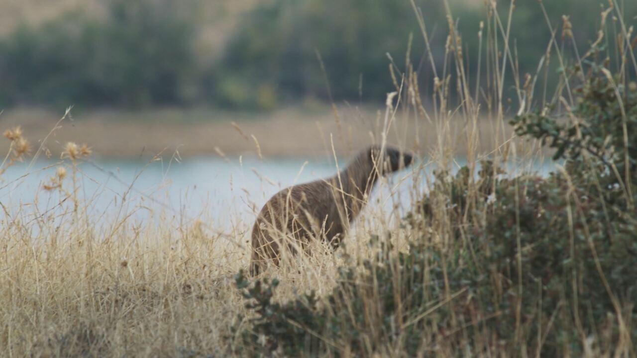 Dehesa: la foresta delle meraviglie