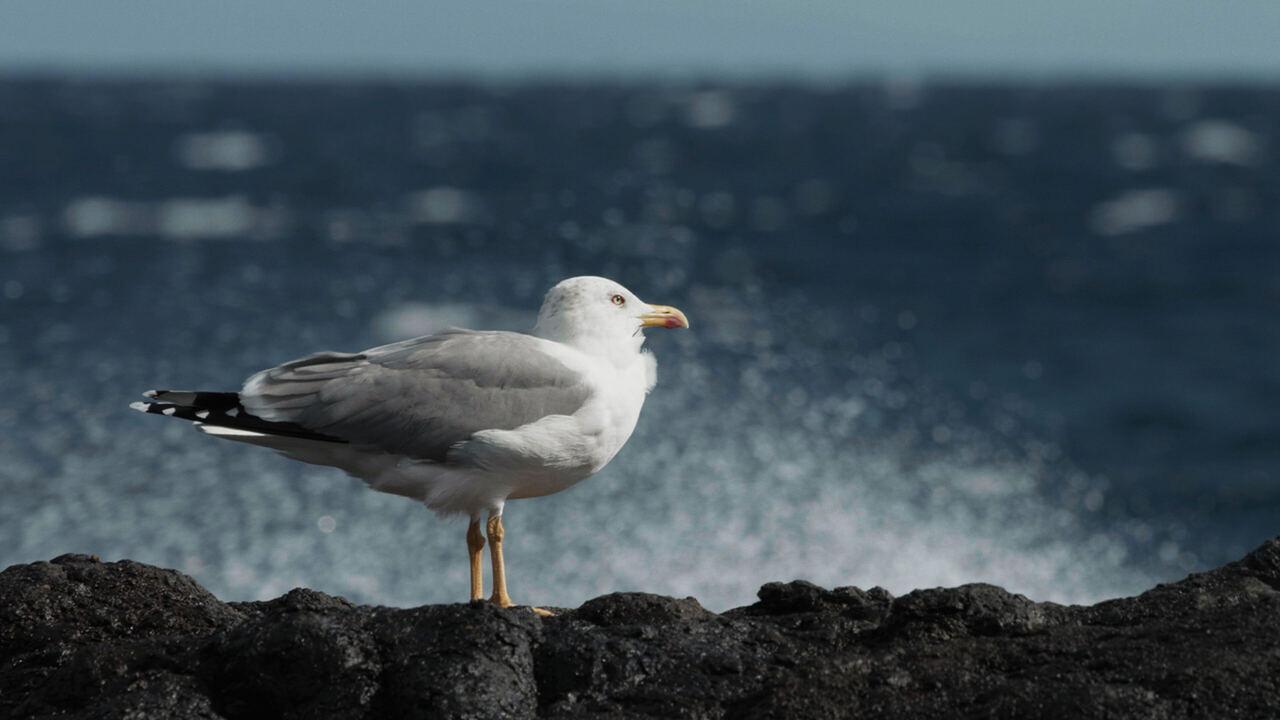 Chinijo - Le isole degli uccelli