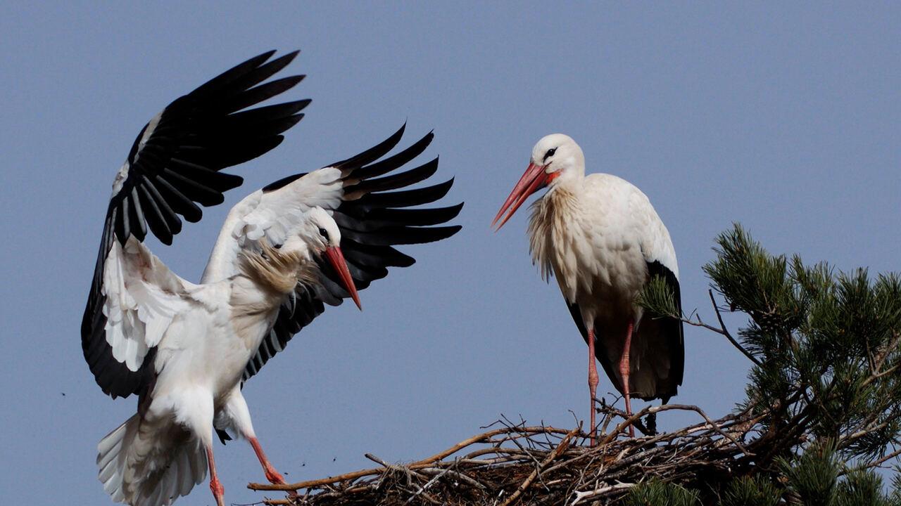 Animali: alleanze strategiche