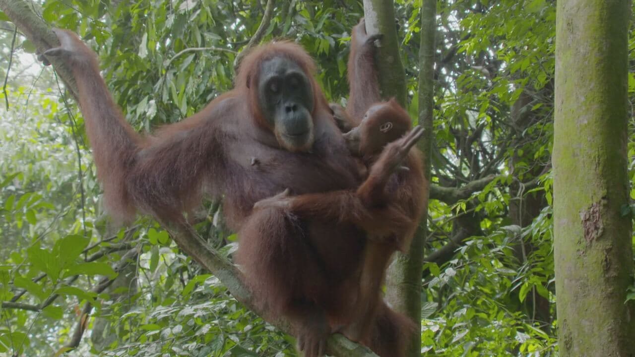 I campioni del regno animale 2