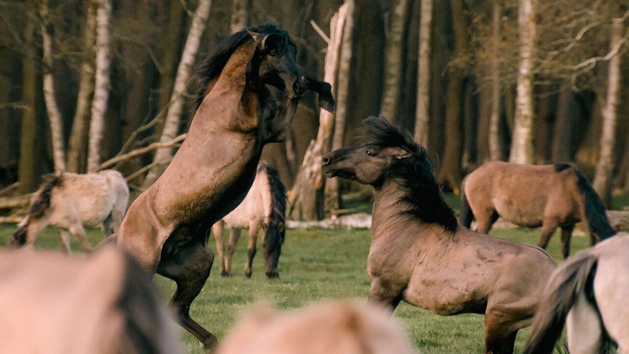 Magie segrete della natura