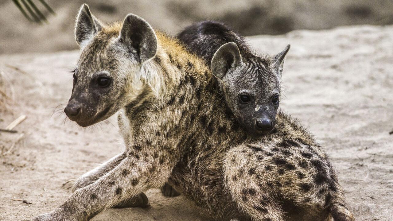 Viva i brutti! - La bellezza nascosta degli animali