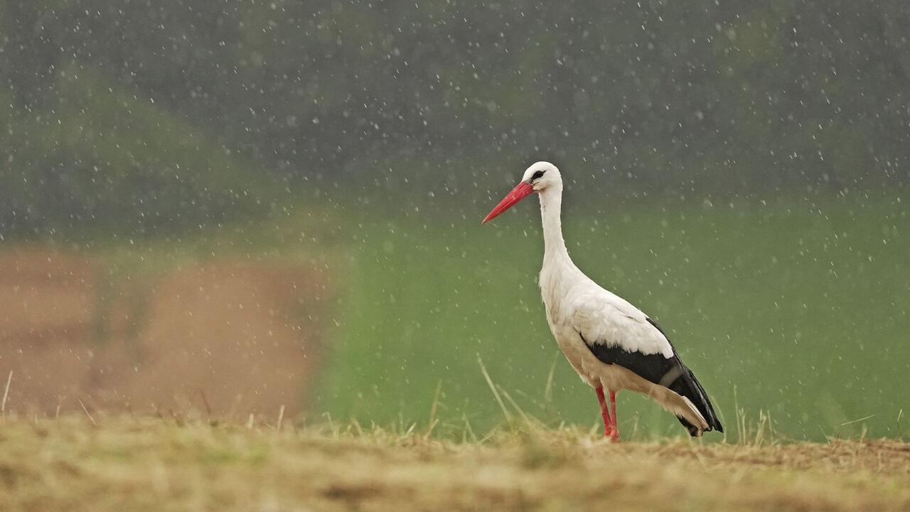 Animali nella tempesta