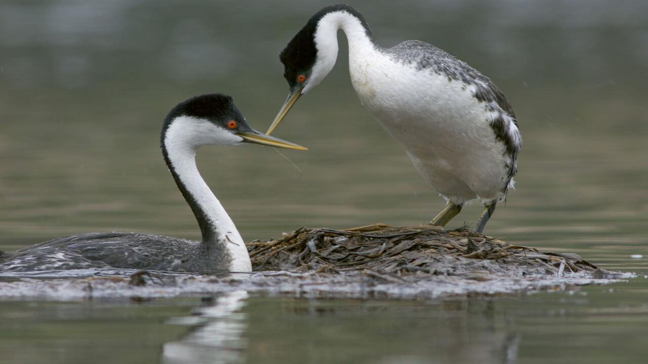 San Diego: natura selvaggia in città