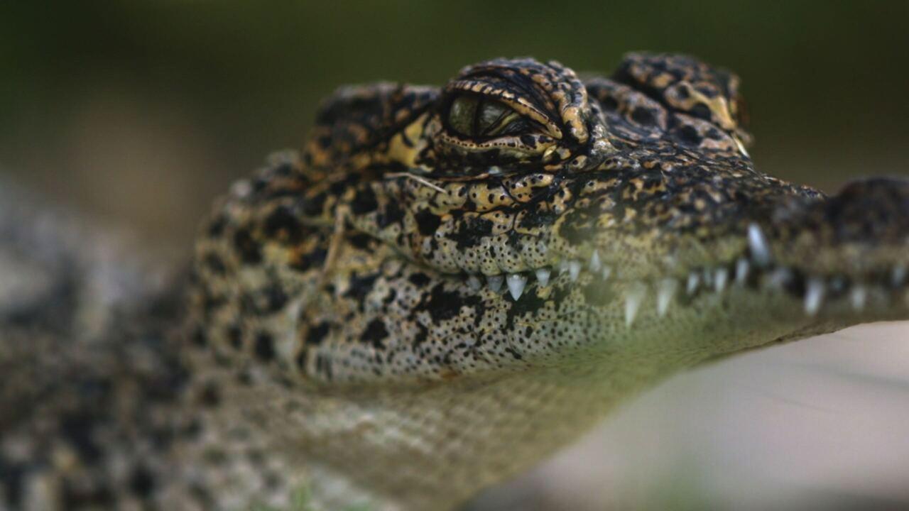 Cuba: meraviglie della natura