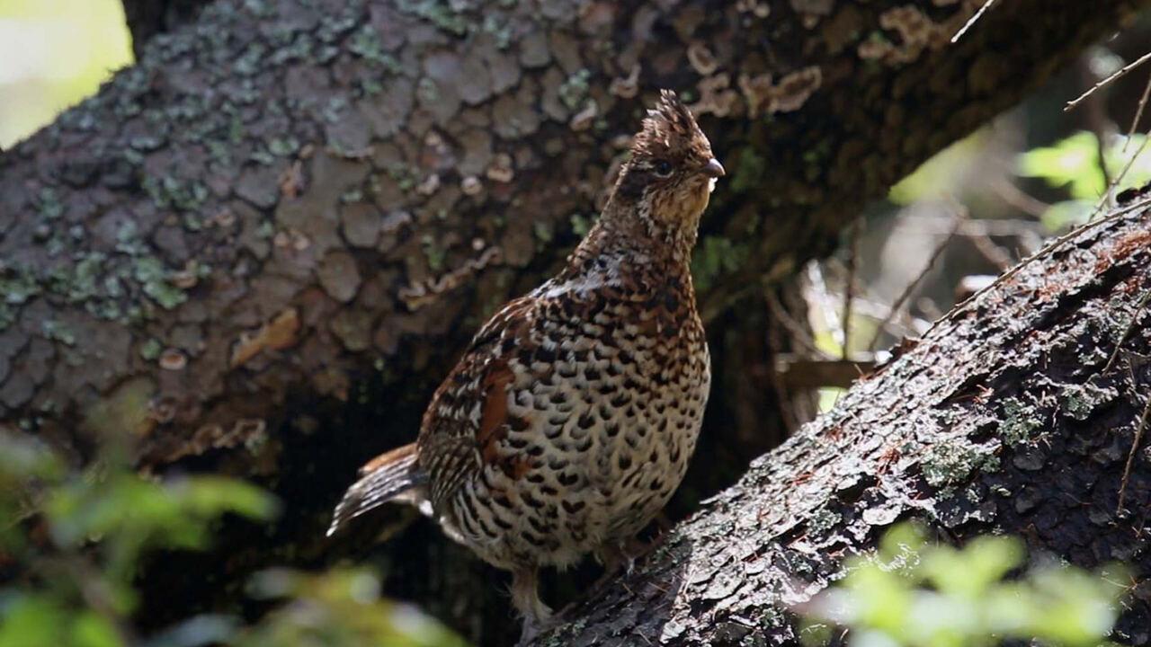 Galline... ma non solo