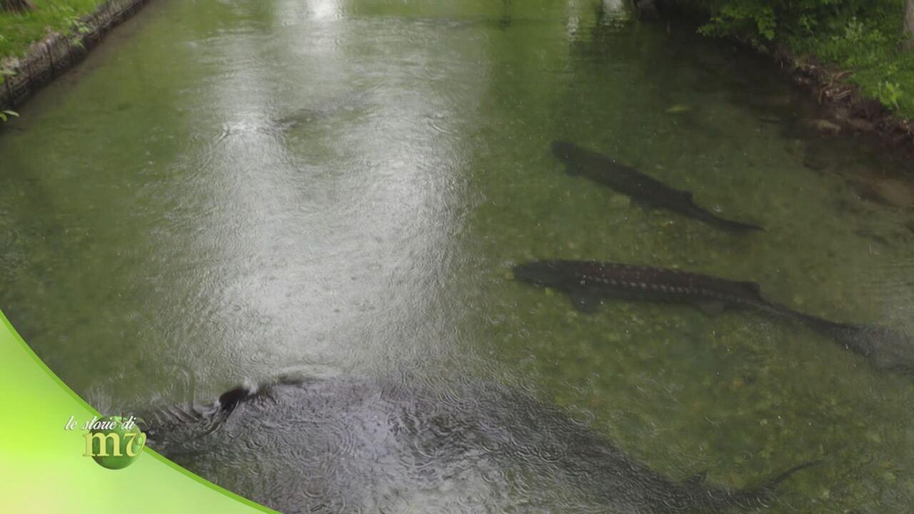 Le storie di Melaverde