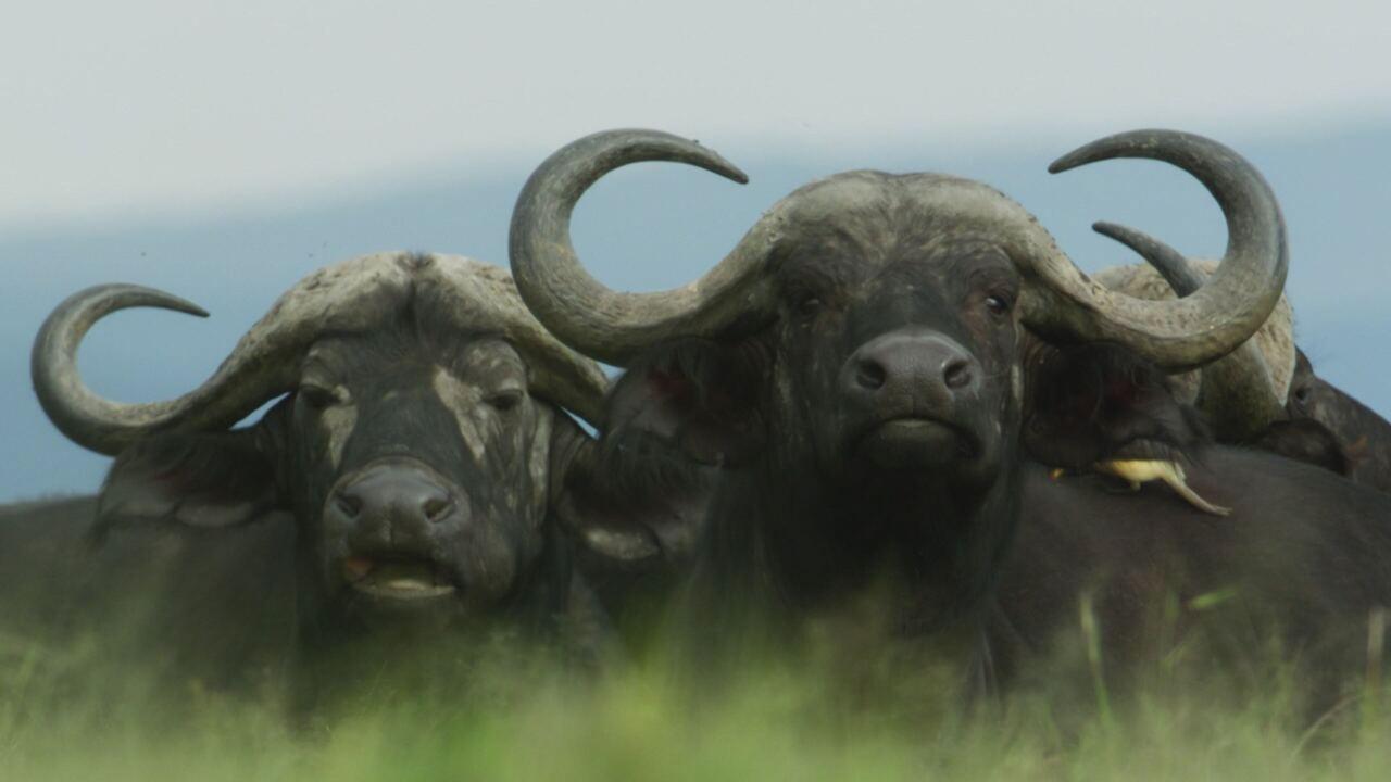 Masai Mara: il cerchio della vita