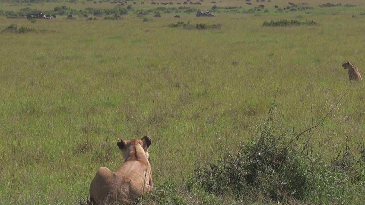La nostra Africa: professionisti della natura 2