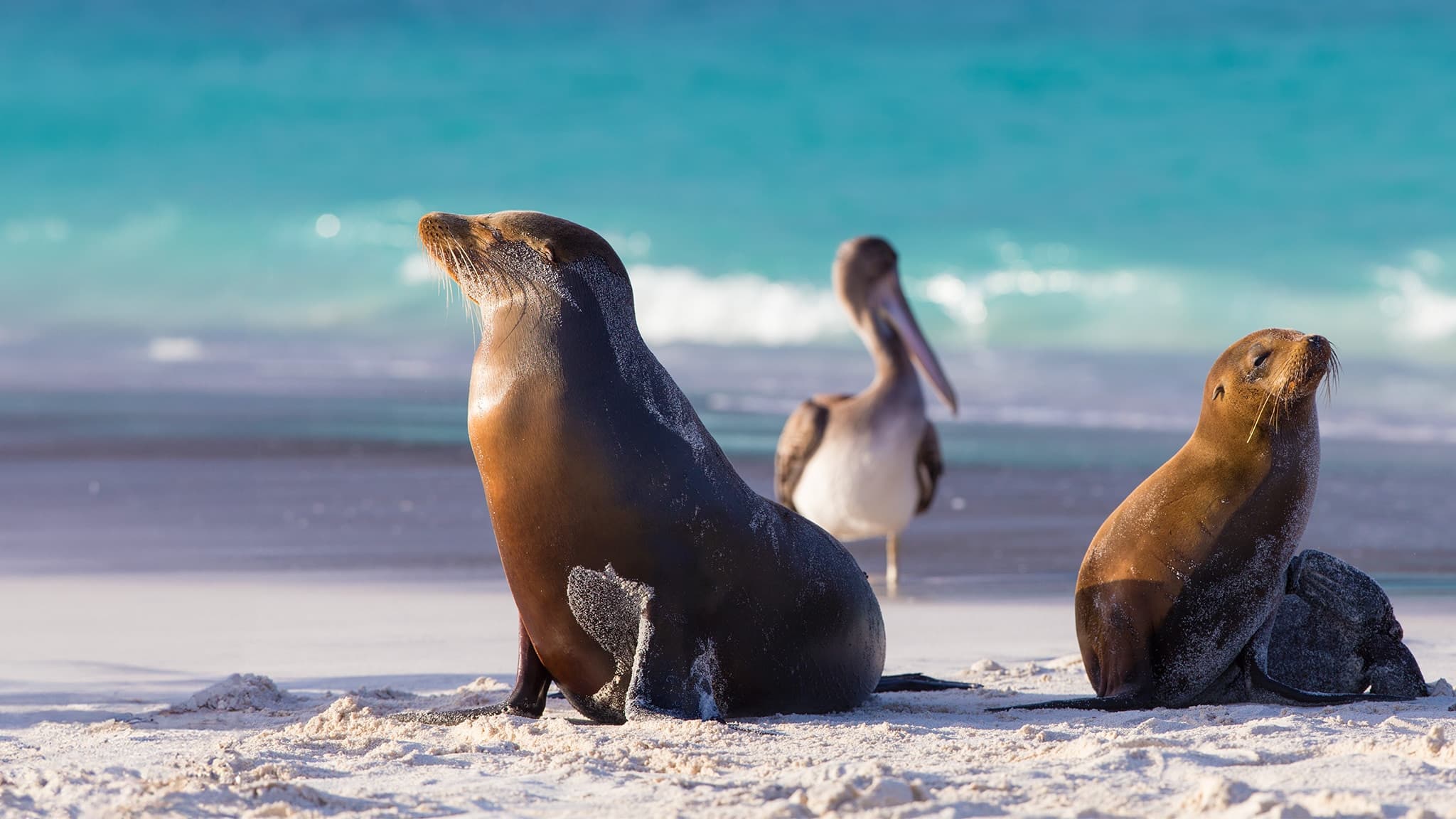 Ecuador, paradiso di biodiversità
