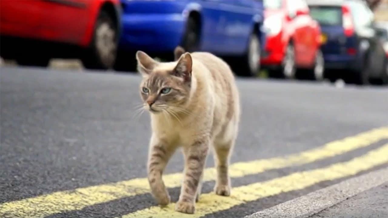 La verità sui gatti